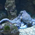 Proteggere un negozio di acquari dagli insetti