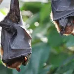 Coronavirus: le cause di trasmissione